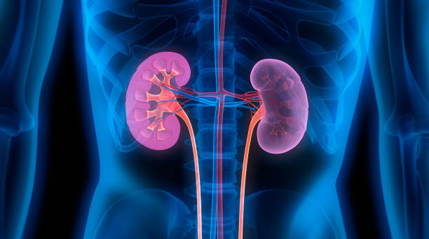 kidney transparent